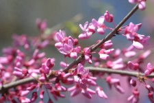 Redbud